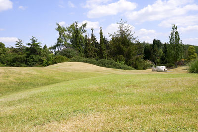 Scenic view of trees on field against sky