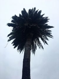 Low angle view of palm tree against clear sky