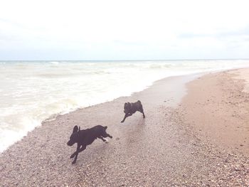 Dog running on beach against sky