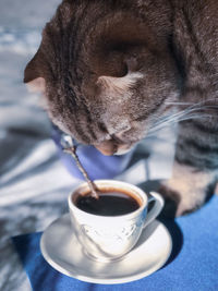 Scottish fold cat tasting and trying with nose my morning coffee 