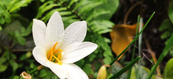 Close-up of white flowering plant