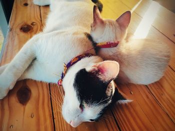 High angle view of cat lying on wooden floor