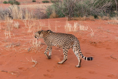 View of a cat on ground