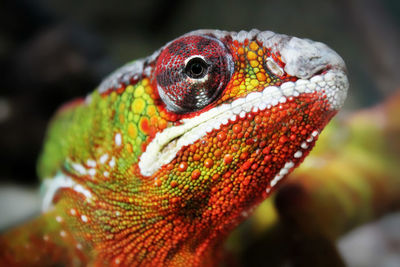 Colorful iguana