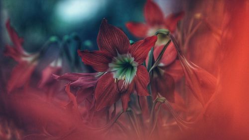 Close-up of red flowers blooming outdoors