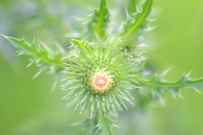 Close-up of white flower plant