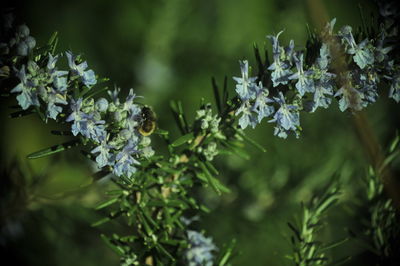 Close-up of insect on plant