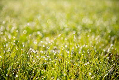 Full frame shot of wet grass