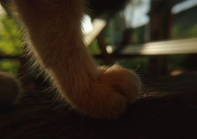 Close-up of a dog