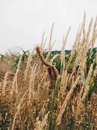 Close-up of stalks in field against clear sky