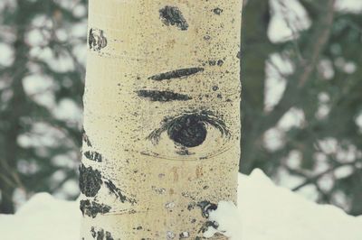 Close-up of tree trunk