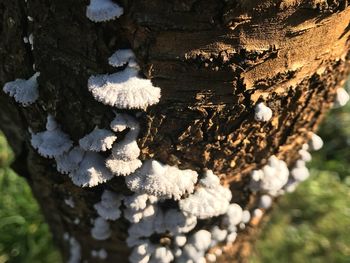 Close-up of snow on tree trunk