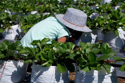 Rear view of woman wearing hat working in farm