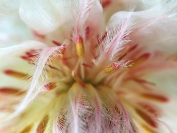 Macro shot of flower