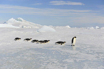 Flock of birds in snow