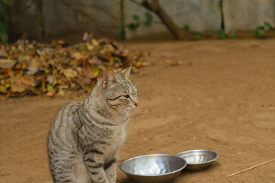 Close up of cat sitting nearby two blury bowls