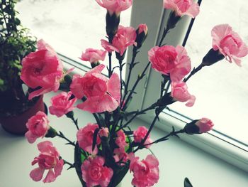 Close-up of pink flowers blooming against sky