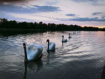 Swans swimming in lake at sunset