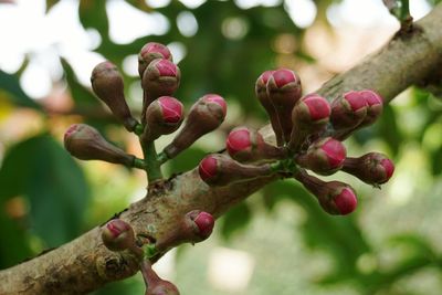 Close-up of pink flowering plant