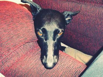 Close-up portrait of dog