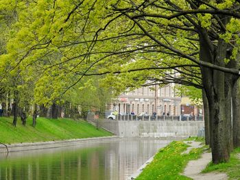 Trees by canal in city