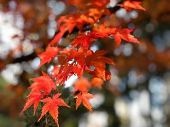 Close-up of maple leaves on tree during autumn