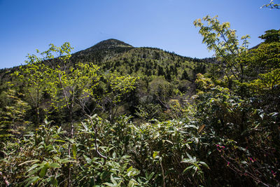 Low angle view of trees on mountain against sky