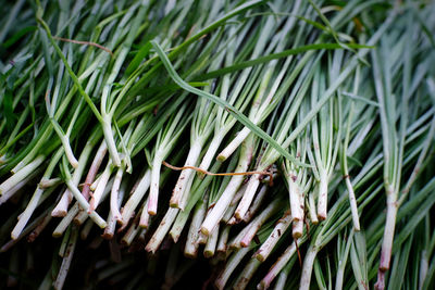 Garlic tree is stacked after the harvest