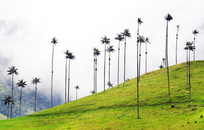 Palm trees on field against sky