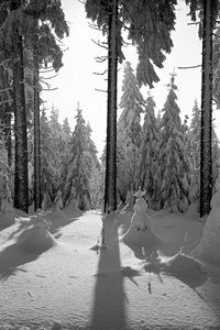 Trees on snow covered land against sky