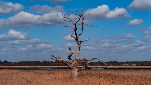 Bare tree on field against cloudy sky