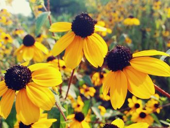 Close-up of yellow flower