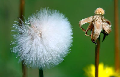Close-up of wilted dandelion