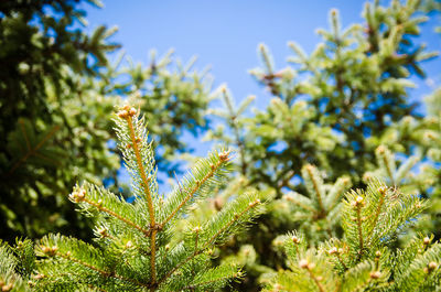 Young green spruce branches that grew in spring against the blue sky