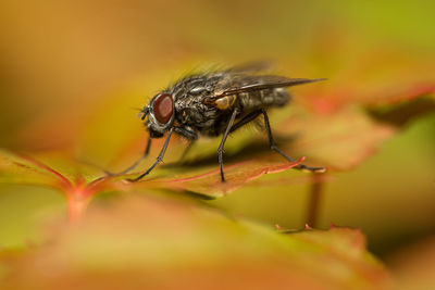 Close up of a fly on japanese acer 