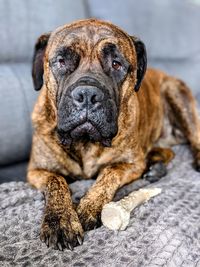 Close-up portrait of a dog