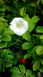 Close-up of white flowers blooming outdoors