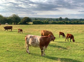 Horses grazing in a field