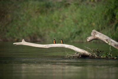 High angle view of bird in lake