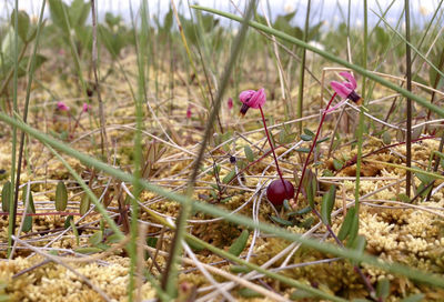 Close-up of flowers