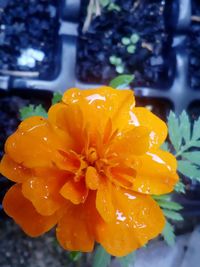 Close-up of wet yellow flower