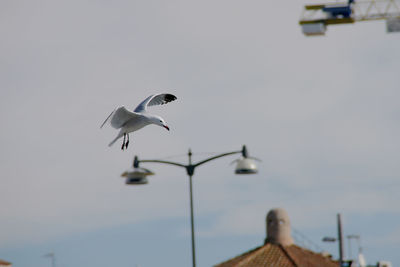 Low angle view of seagull flying