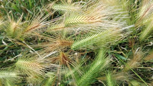 Close-up of plant