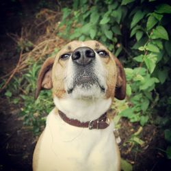 Close-up portrait of a dog