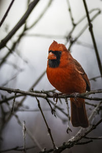 A male northern red cardinal perched on a branch of a tree