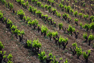 Vineyards, view from above, field, agricultural activity, in line, background, spring and summer 