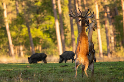 Red deer stags fighting