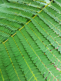 Full frame shot of leaves