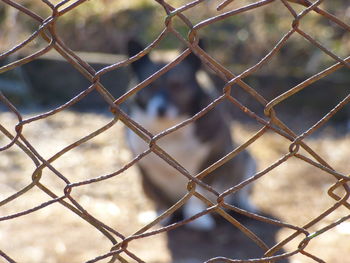 Full frame shot of chainlink fence