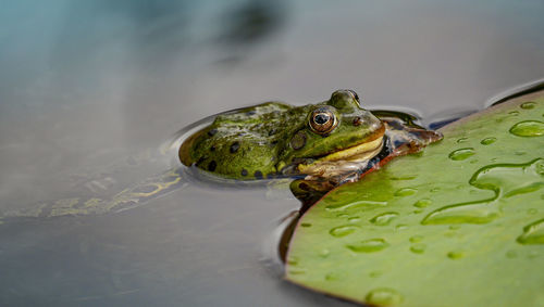 Close-up of frog on leaf in lake